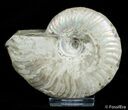 Inch Ammonite - Polished One Side - Iridescent Other #2913-1